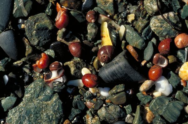 Sea shells and rocks, Lleyn Peninsula